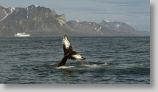 whaling08.jpg